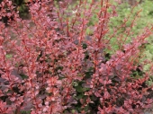 Berberis thunbergii 'Rosetta' 
